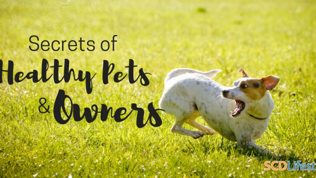 Pawsitive Pet Healthcare: Keeping Your Furry Friends Happy and Healthy