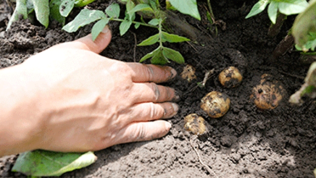 The Art of Cultivating Crispy Delights: A Guide to Potato Planting