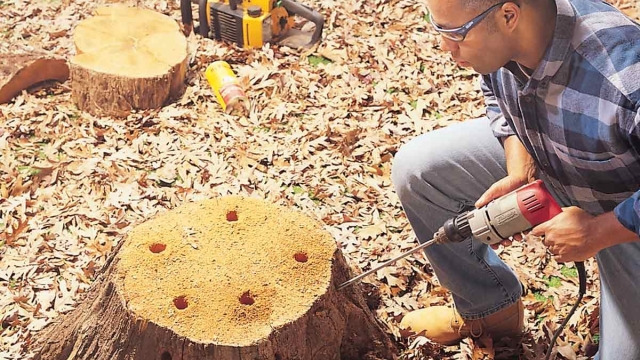 Timber No More: Unearthing the Beauty of Tree Removal