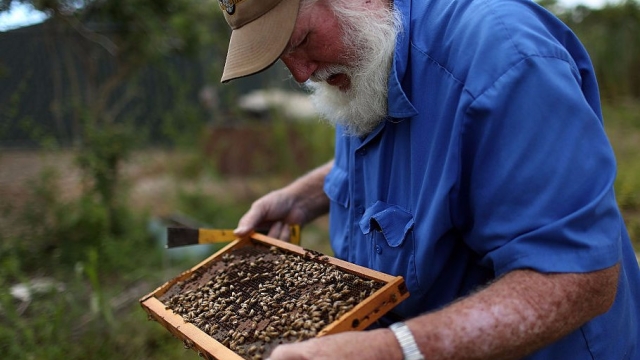 The Bittersweet Buzz: Unveiling the Mysteries of Mad Honey