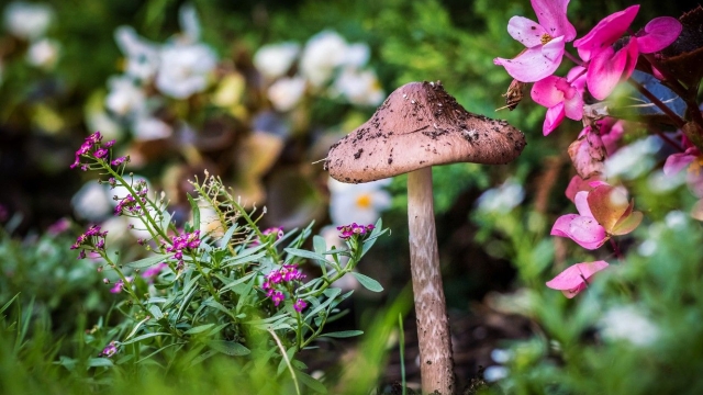 From Spores to Harvest: Unearthing the Secrets of Mushroom Cultivation