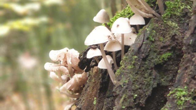 Fungi Fun: Unleashing the Magic of Mushroom Growing