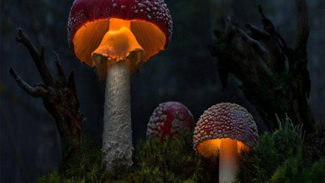 Fungi Fun: Unveiling the Secrets of Mushroom Growing