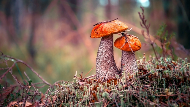 Mushroom Magic: The Ultimate Guide to Growing Your Own Fungi Kingdom