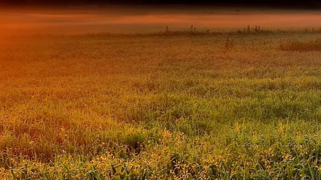 Sea to Soil: Unveiling the Beauty and Bounty of Coastal Farms - OS Space